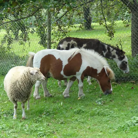 Apartamento Haus Sonnenschein *