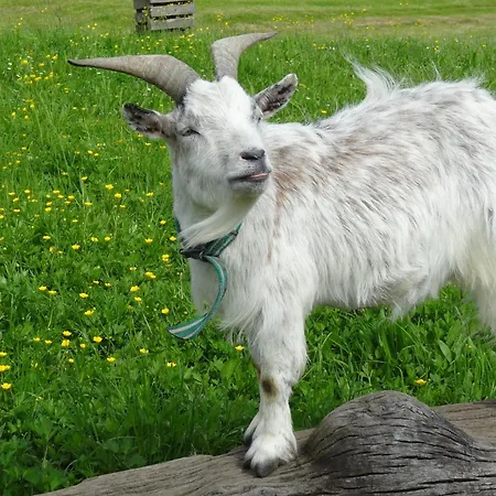 Apartment Haus Sonnenschein