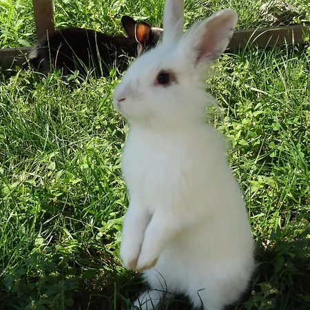 Haus Sonnenschein Apartment *