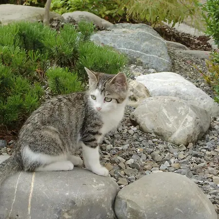 Lägenhet Haus Sonnenschein Tettnang