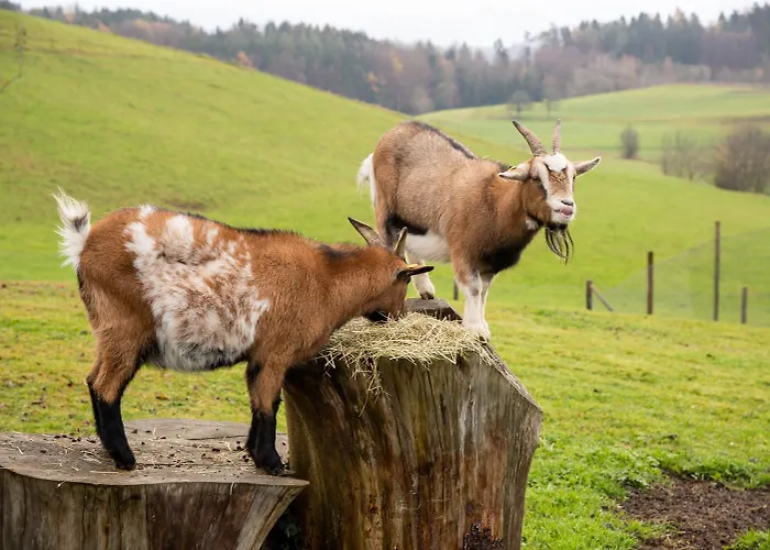 Appartement Haus Sonnenschein *