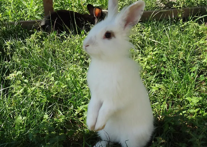 Haus Sonnenschein Appartement *